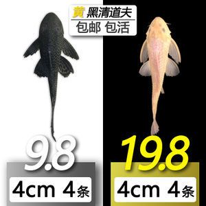 金龍魚清道夫大?。呵宓婪螋~和金龍魚可以一起混養(yǎng)但需要注意的條件和策略