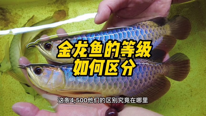 金龍魚的級(jí)別怎么看圖解：金龍魚的級(jí)別怎么看 龍魚百科 第3張