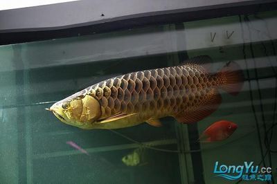 高背金龍魚和過背金龍魚哪個好看：過背金龍魚和高背金龍魚哪個好看