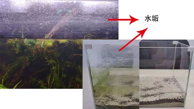 大魚缸咋清洗水垢：如何清洗大魚缸水垢？ 魚缸百科 第1張