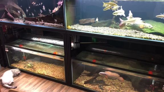 大魚缸改造小魚缸：大魚缸改造小魚缸的幾種方法 魚缸百科 第3張