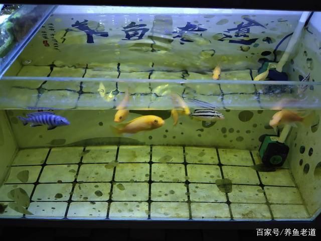 大魚(yú)缸的糞便怎么處理：處理大魚(yú)缸中的糞便是保持水質(zhì)清潔和魚(yú)兒健康的關(guān)鍵步驟 魚(yú)缸百科 第1張