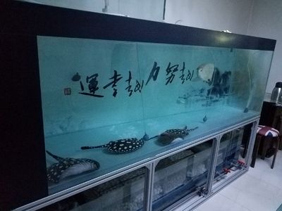 側(cè)濾魚缸如何改底濾水位 魚缸百科 第4張