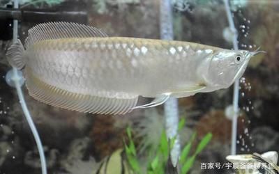 養(yǎng)銀龍魚溫度多少適宜：養(yǎng)銀龍魚最適宜的溫度范圍是24-28℃,24-[需手動(dòng)填充]