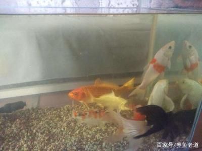 多大的魚缸養(yǎng)錦鯉合適：養(yǎng)錦鯉的注意事項(xiàng) 魚缸百科 第4張