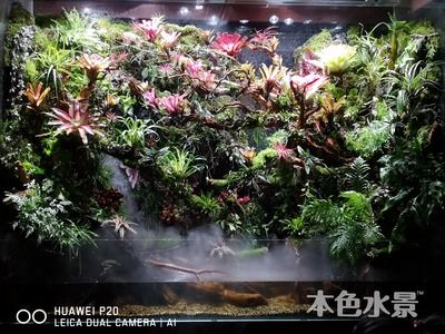 大型魚缸水草：大型魚缸中水草的作用 魚缸百科 第4張