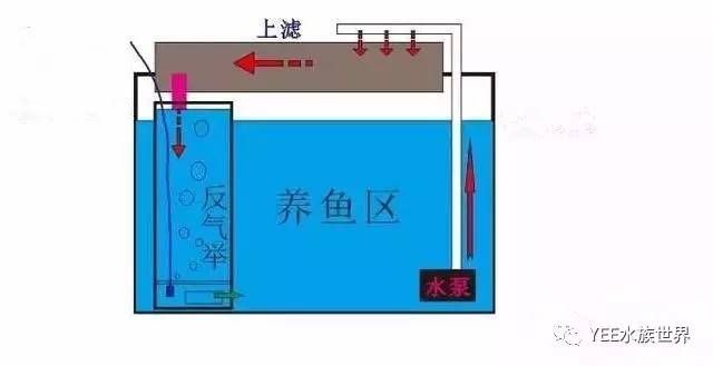 玻璃魚缸怎么過濾：玻璃魚缸過濾材料的種類和作用 魚缸百科 第1張