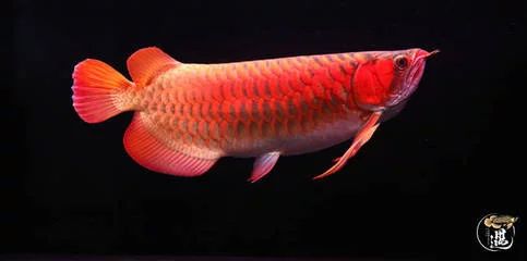 龍魚(yú)多大可以喂活食了：龍魚(yú)多大可以喂活食 龍魚(yú)百科 第2張