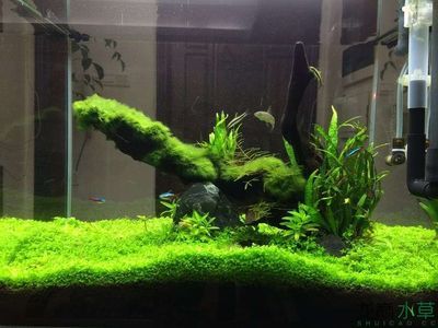 100魚缸造景：100魚缸造景可以選擇夜光石作為裝飾材料