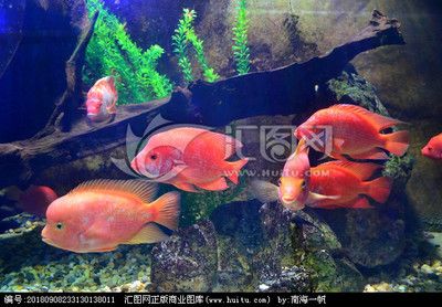 市場(chǎng)上常見的觀賞魚類：市場(chǎng)上常見的觀賞魚類介紹 魚缸百科 第2張