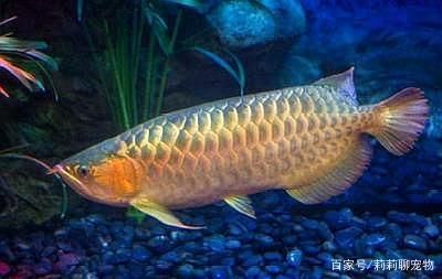 紅龍魚40公分用什么燈：紅龍魚40公分規(guī)格適合使用哪種燈 龍魚百科 第2張