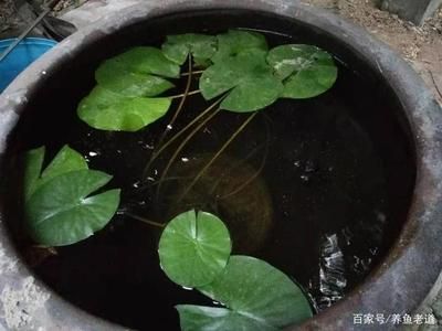 不用清理的魚缸怎么養(yǎng)魚：不用清理魚缸的養(yǎng)魚方法 魚缸百科 第2張