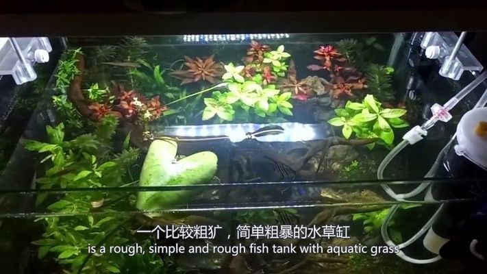 大魚缸水草怎么放進去視頻教學(xué)：在大魚缸中種植水草的視頻教學(xué)如何正確養(yǎng)護水草的心得 魚缸百科 第2張