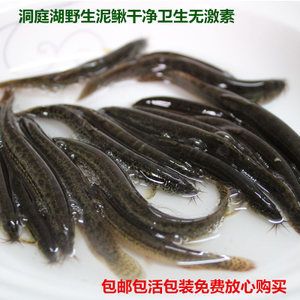 龍魚泥鰍怎么處理：喂養(yǎng)龍魚泥鰍需要經(jīng)過一系列的處理步驟，龍魚泥鰍怎么處理