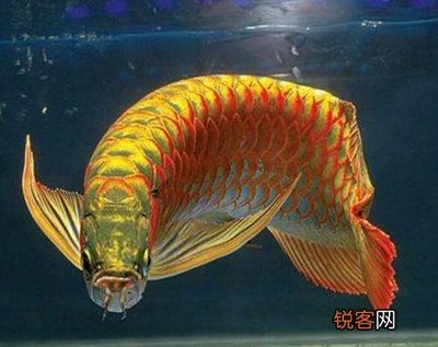 金龍魚(yú)怎么區(qū)分過(guò)背還是過(guò)背的：金龍魚(yú)怎么區(qū)分過(guò)背還是過(guò)背