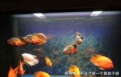 大大的魚缸里：大型魚缸適合養(yǎng)哪些類型的魚 魚缸百科 第1張