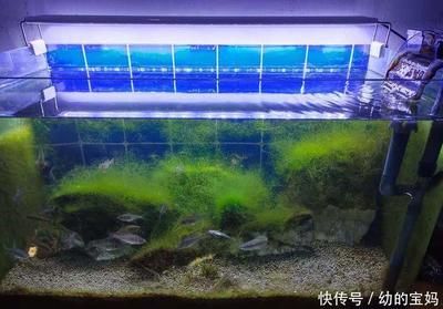 大魚缸改造小魚缸好嗎：大魚缸改造為小魚缸可以降低成本嗎？ 魚缸百科 第1張