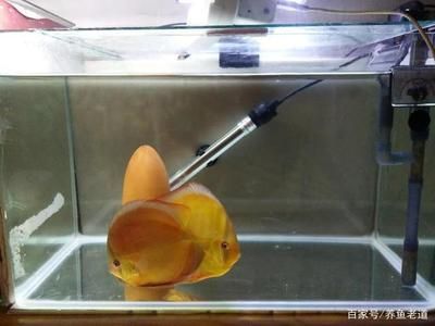 不用加熱的冷水魚缸