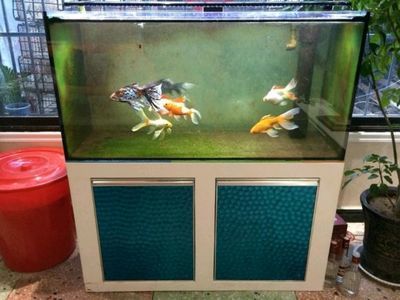 百勝魚缸