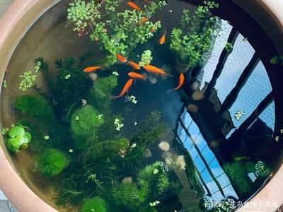 大水缸做魚缸可以嗎：大水缸養(yǎng)魚的技巧