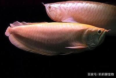 龍魚不想吃食狀態(tài)突然不好了：龍魚不愛吃食狀態(tài)不好的原因