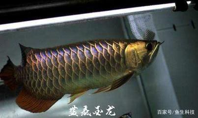 金龍魚養(yǎng)多大能出框：金龍魚的體型成長和鱗框的顯現(xiàn)受到多種因素的影響