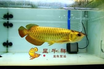 金龍魚血龍魚：金龍魚和血龍魚是兩種不同的觀賞魚，它們?cè)谕庥^和原產(chǎn)地上有明顯的區(qū)別