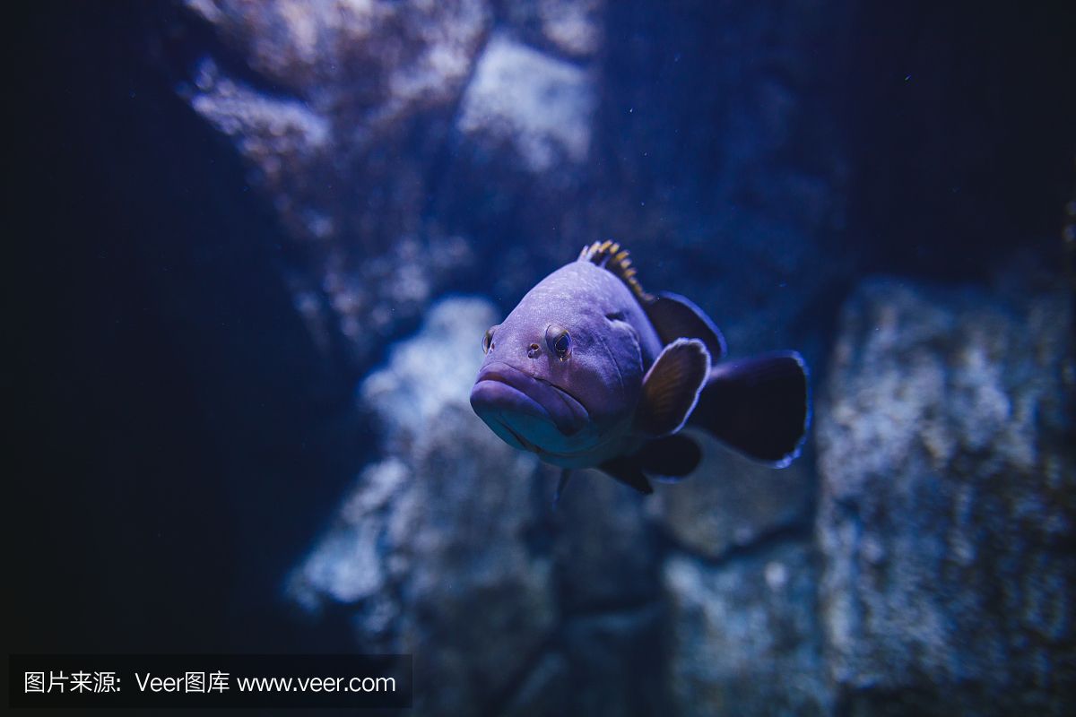 大洋的魚缸里有什么魚：大洋魚缸中可能包含了各種各樣的魚類可能包含了各樣的魚類 魚缸百科 第4張