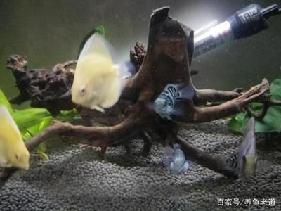 大洋的魚缸里有什么魚：大洋魚缸中可能包含了各種各樣的魚類可能包含了各樣的魚類 魚缸百科 第1張