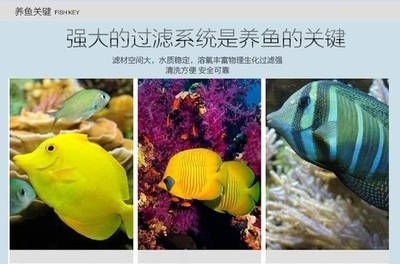 超白玻璃 魚缸 技巧視頻：如何選擇超白玻璃魚缸 魚缸百科 第1張