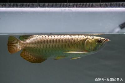 兩條龍魚隔離養(yǎng)多久不打架：兩條龍魚隔離養(yǎng)多久不打架，飼養(yǎng)者應(yīng)根據(jù)經(jīng)驗(yàn)和交流 龍魚百科 第1張