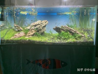 大魚缸適合養(yǎng)孔雀魚嗎：大魚缸養(yǎng)孔雀魚有哪些優(yōu)點？ 魚缸百科 第1張