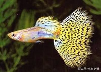 大魚缸適合養(yǎng)孔雀魚嗎：大魚缸養(yǎng)孔雀魚有哪些優(yōu)點？ 魚缸百科 第3張