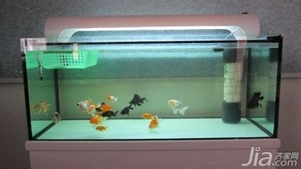 玻璃如何做魚缸：玻璃制作魚缸的基本步驟 魚缸百科 第2張