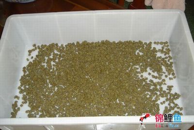 最常見的雷龍魚：自制龍魚糧是一種可行的選擇 龍魚百科 第2張