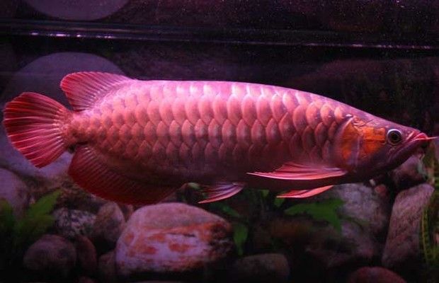 紅龍魚(yú)掉眼了還能開(kāi)燈嗎：紅龍魚(yú)掉眼后是否還能開(kāi)燈，飼養(yǎng)者應(yīng)考慮幾個(gè)關(guān)鍵因素