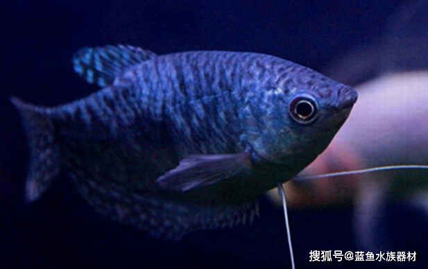 黃曼龍魚和孔雀魚混養(yǎng)：黃曼龍魚和孔雀魚可以混養(yǎng)嗎？