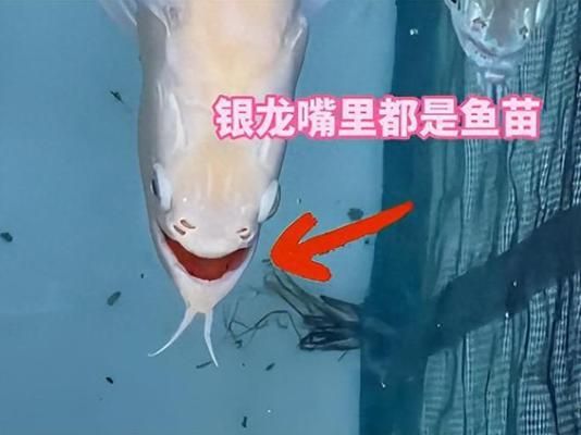 龍魚最高拍賣價：龍魚最高拍賣價,根據(jù)搜索結(jié)果，龍魚拍賣價并沒有一個確切的數(shù)字