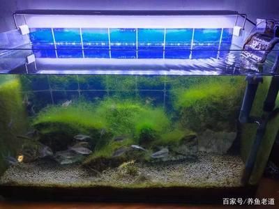 大魚缸小魚缸條數(shù)相等,從小魚缸拿4條放大魚缸：原來大魚缸里的魚的條數(shù)是小魚缸里的2倍，小魚缸里的魚有多少魚 魚缸百科 第2張