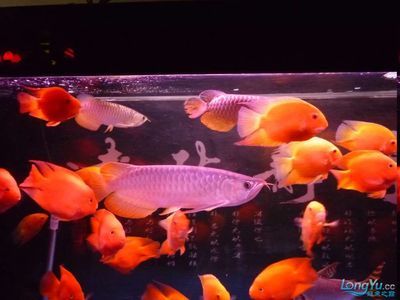 大型魚缸批發(fā)市場價格多少：亞克力大型魚缸批發(fā)市場價格是一個重要的參考因素