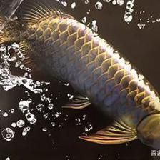 龍魚沉頭會(huì)不會(huì)死：龍魚沉頭會(huì)導(dǎo)致死亡嗎