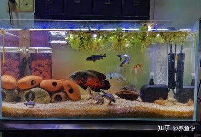 1.2米魚缸用多少鹽：1.2米魚缸用多少鹽，添加鹽的目的是為了改變滲透壓 魚缸百科 第3張