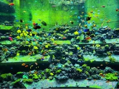 大魚水族魚缸養(yǎng)什么魚好呢：大魚缸適合養(yǎng)什么魚？ 魚缸百科 第3張