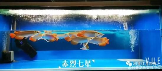 龍魚入缸后多久換水最好：龍魚入缸后多久換水最好龍魚入缸后多久換水最好 龍魚百科 第3張