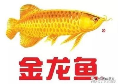 金龍魚安全嗎：金龍魚在產品質量與安全、生產過程透明化以及對抗網絡謠言的泛濫