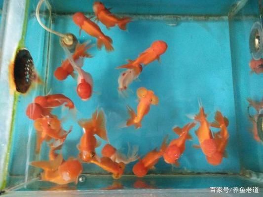 大魚缸金魚怎么養(yǎng)才能活得長久一些：養(yǎng)金魚最重要的是要掌握正確的飼養(yǎng)方法 魚缸百科 第4張