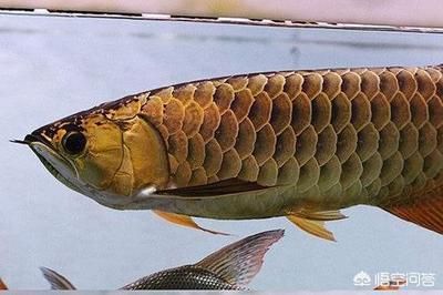 龍魚(yú)吃飽后臥在缸底：為什么龍魚(yú)吃飽后臥在缸底 龍魚(yú)百科 第1張