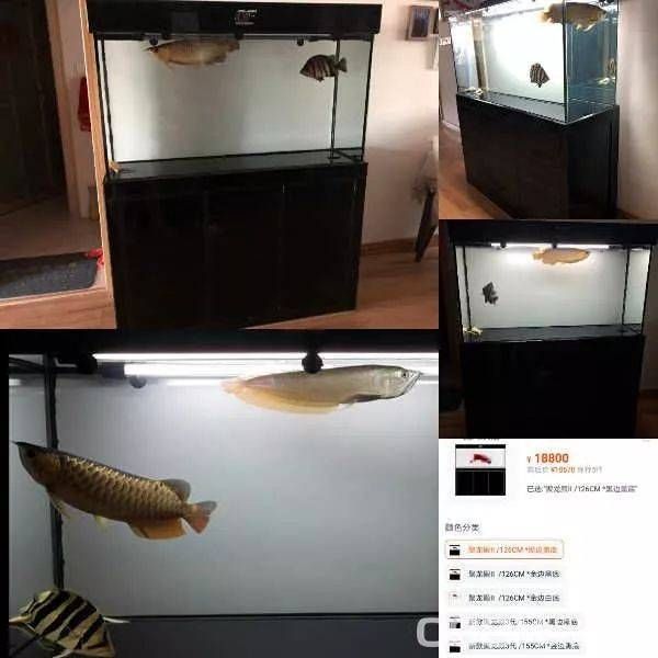 出售二手魚缸廣告怎么寫：【品質保證】精美二手魚缸 魚缸百科 第2張