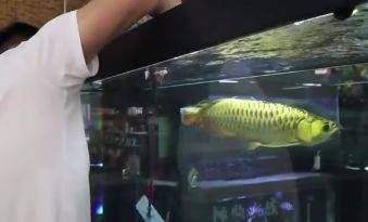 呼和浩特龍魚專賣店：呼和浩特龍魚專賣店專門銷售龍魚以下是一些相關(guān)的店鋪