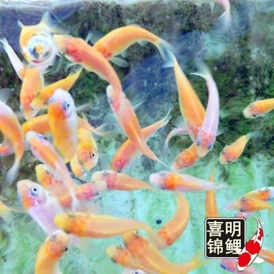 喂龍魚吃的小紅魚叫什么魚：喂龍魚吃的小紅魚叫什么魚叫什么魚叫什么魚 龍魚百科